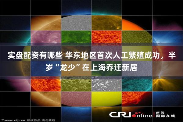 实盘配资有哪些 华东地区首次人工繁殖成功，半岁“龙少”在上海乔迁新居
